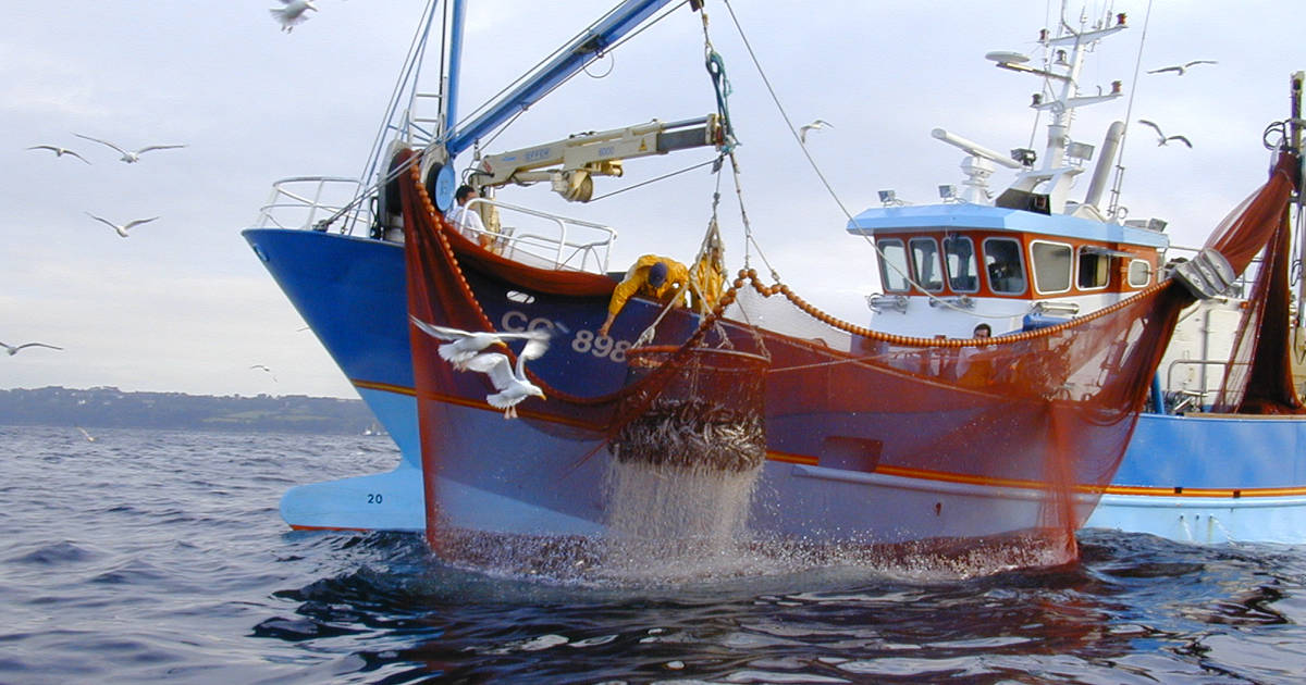 Pêche - Conserve de Poisson
