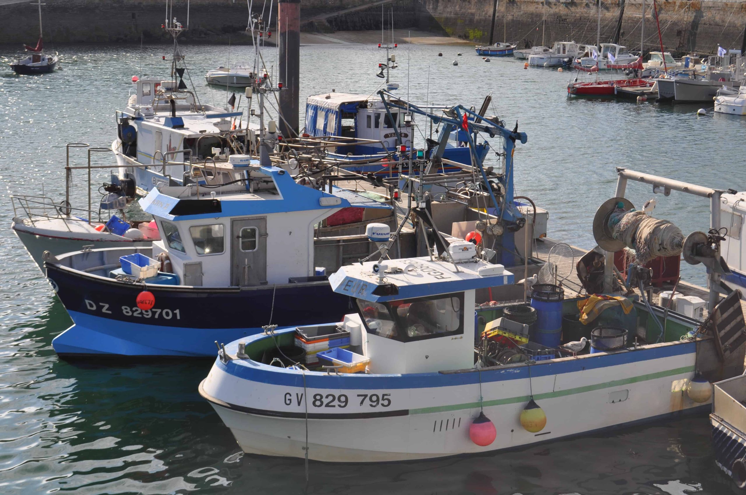 Pêche - Conserve de Poisson
