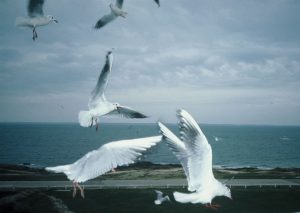 Mouettes