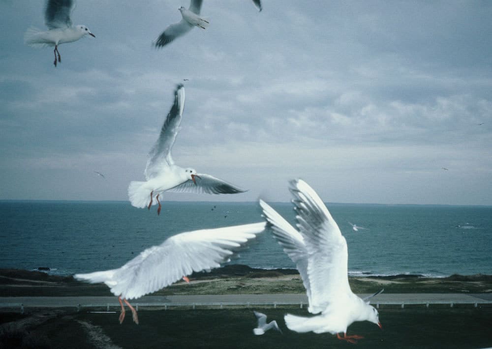 Mouettes
